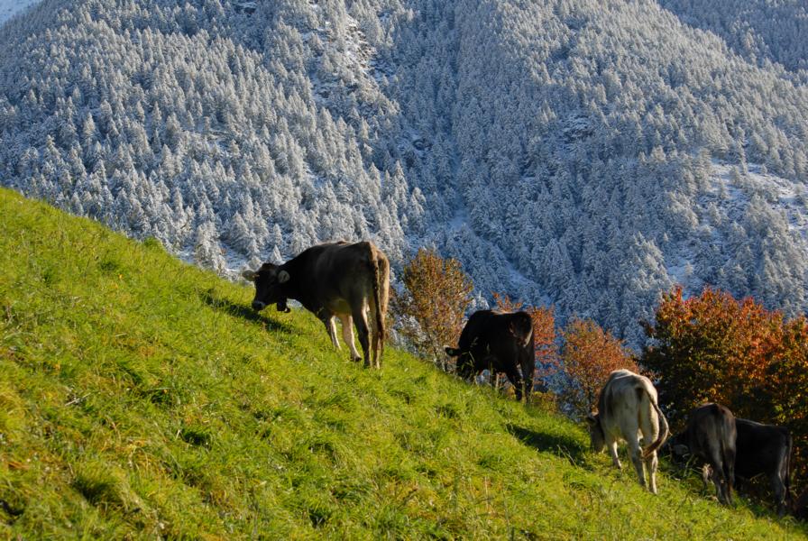 Tschengls Nov. Ende 687