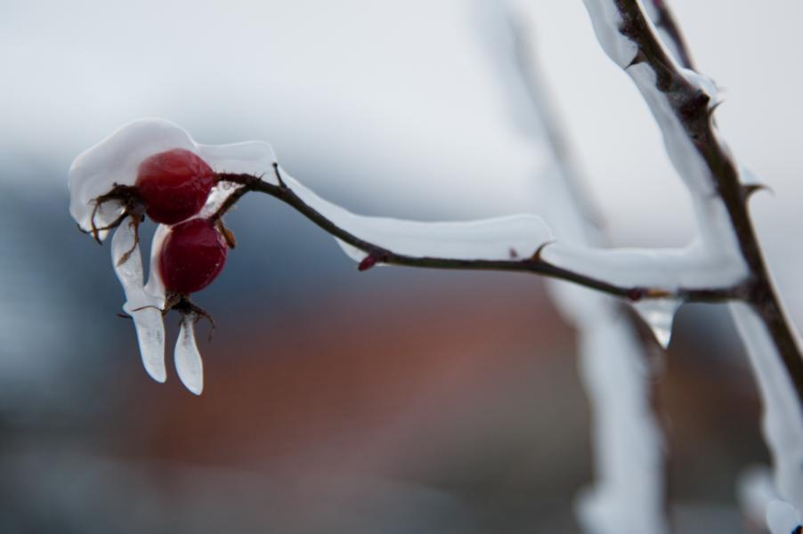 Beere unter Eis - Winterrast