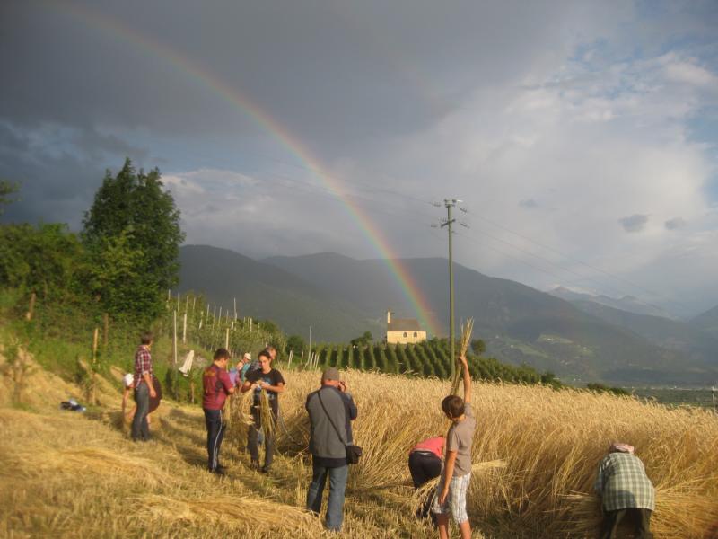 Jakobi-Kornschnitt bei der Ottiliakirche/Tschengls