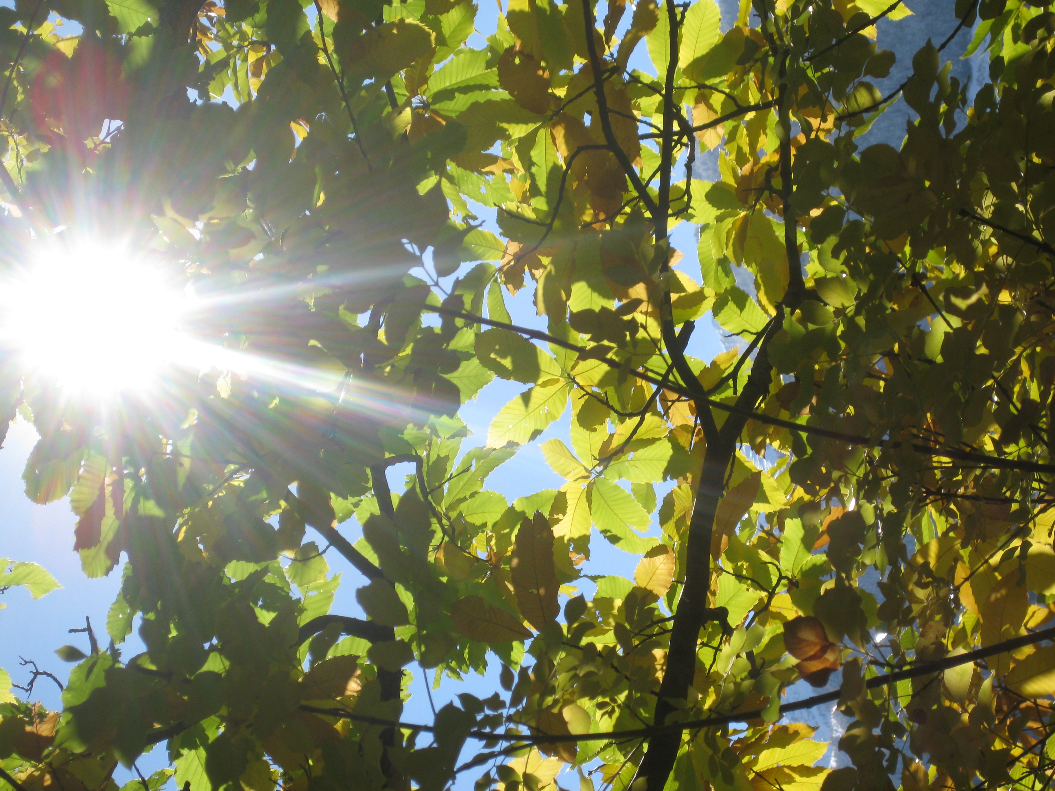 Lichterlabyrinth Speckfest 460