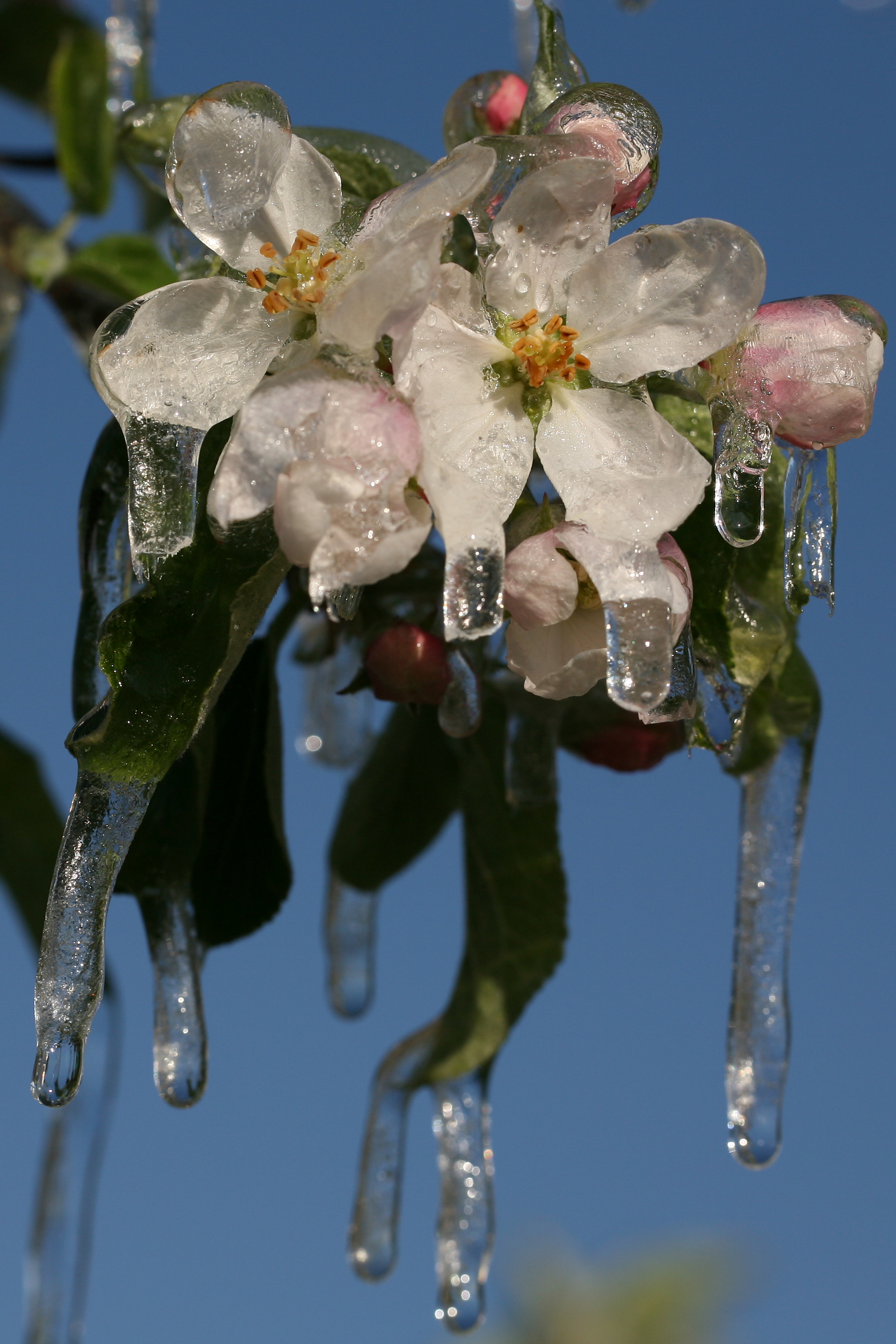Marillenblüten unter Eis