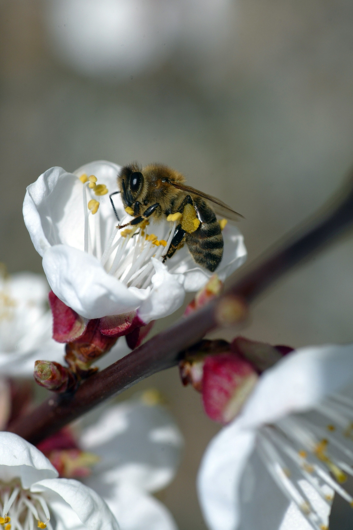 Besuch bei der Marillenblüte - eine fleißige Biene