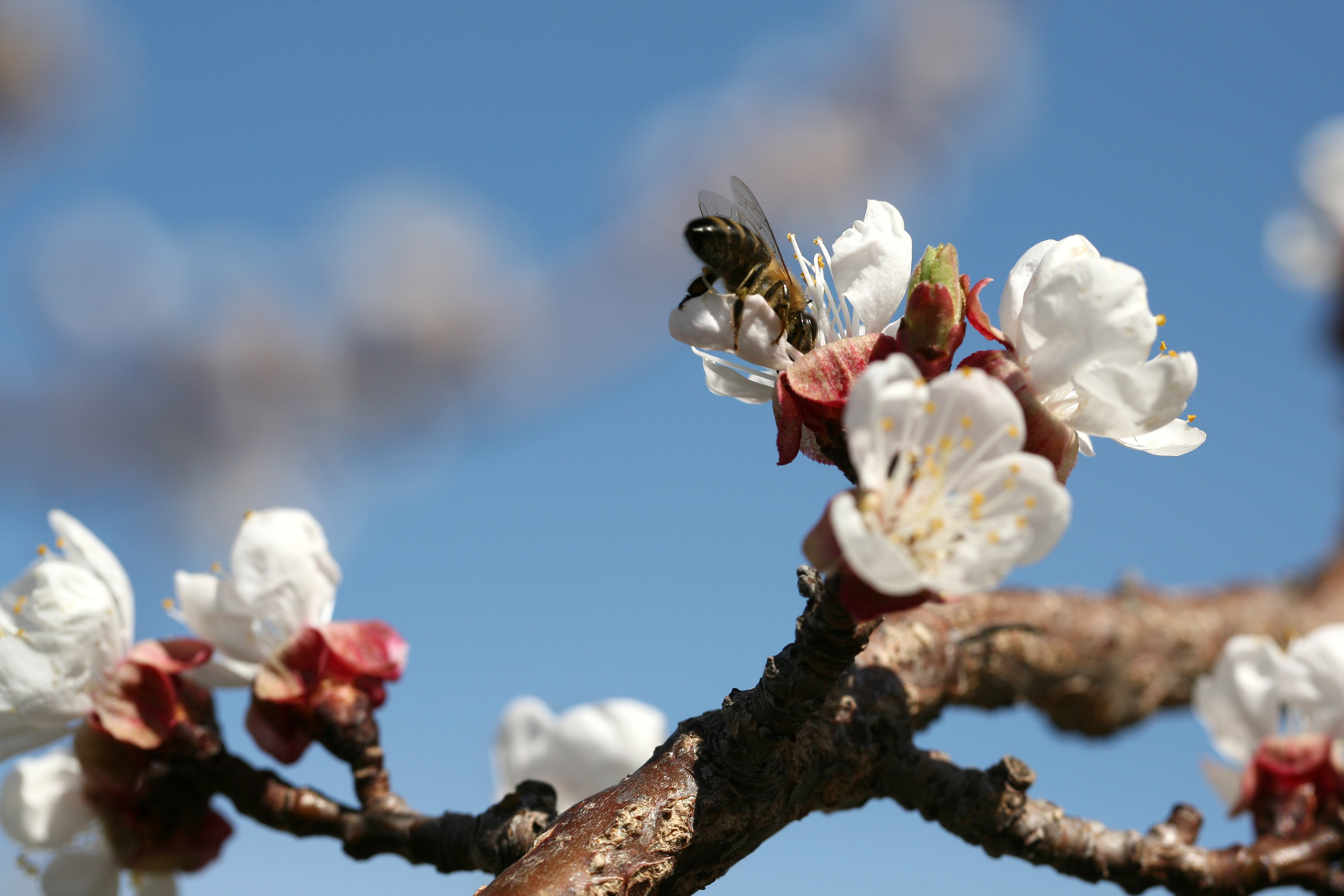 Tschengls Nov. Ende 641